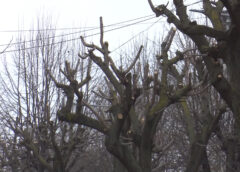 TOALETAREA COPACILOR CARE CREEAZĂ PROBLEME 