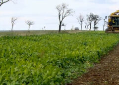 SFECLA DE ZAHĂR, UN NOU „TREND” ÎN AGRICULTURĂ