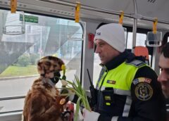 ”AMENDATE” CU MĂRȚIȘOARE