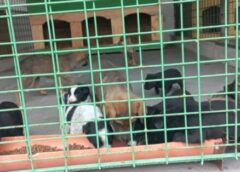 LECȚII DE ÎNGRIJIRE A PATRUPEDELOR, LA PADOC