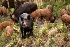 FAUNA SĂLBATICĂ MENȚINE RISCUL APARIȚIEI PESTEI PORCINE