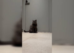 ADĂPOSTIREA ANIMALELOR FĂRĂ STĂPÂN ÎN BLOC, INTERZISĂ